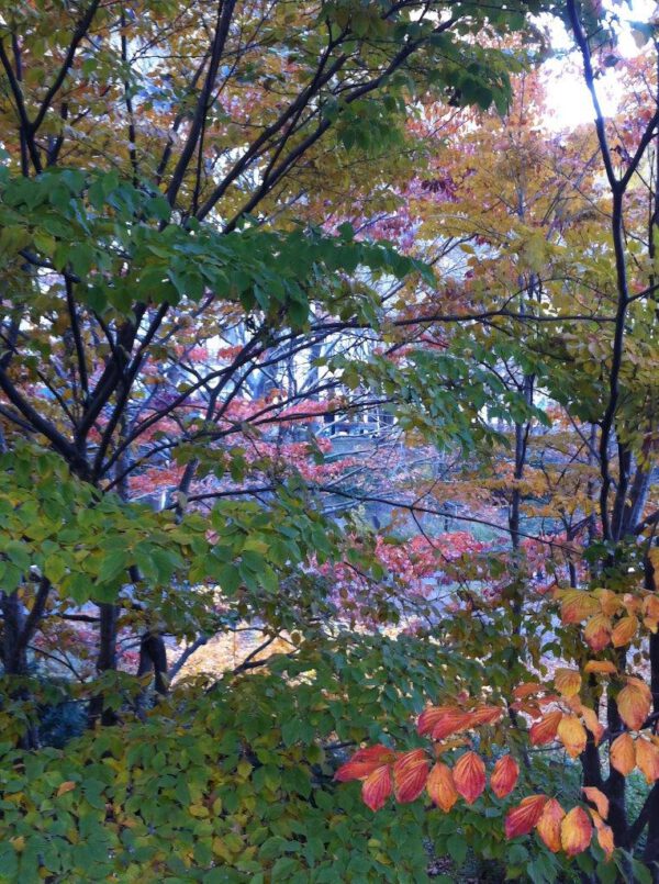 Central Park Manhattan